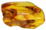 Phenomenal Fossil Bristletail (Archaeognatha) In Baltic Amber #84602-1